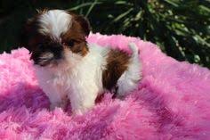 Shih tzu owners share photos and tips of. 20 Imperial Shih Tzu Puppies Alabama Imperial Shih Tzu Puppies For Sale Alabama Ideas Imperial Shih Tzu Shih Tzu Puppy Shih Tzu