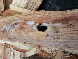 We are looking forward to going above and beyond on your project soon. What S Growing On This Wood Hearth Com Forums Home