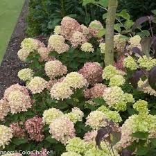Hydrangea bushes are not difficult to grow. Little Lime Panicle Hydrangea Hydrangea Paniculata Proven Winners
