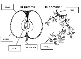 Pommemono2 Gif 822 595 Pixels La Pomme En Maternelle Pomme Theme Pomme