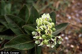 Plants Profile For Asclepias Viridis Green Antelopehorn