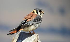 Vuela por los andes del perú! Cernicalo Falco Sparverius Birdwatching Chile Facebook