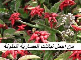 أجمل نبات منزلى ملون ايفوربيا بيدلانتس euphorbia piedlants plants