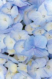 Pastel Petals Hydrangea Wallpaper Flower Backround Beautiful Hydrangeas