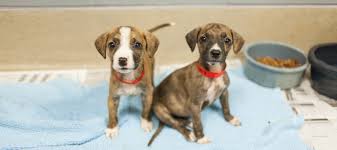 Before we continue on the subject, check out the pet adoption stats gathered by the american society for the prevention of cruelty to animals (aspca) show an interesting fact. About Us Spca Of Wake County