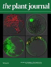 Image result for Pteronia acuminata