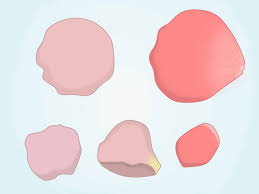 How To Draw A Rose Petal 6 Steps With Pictures Wikihow All images provided by i 365 art. how to draw a rose petal 6 steps with
