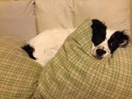 Columbus Oh Pets Classifieds Dog - Craigslist Dogs Pets Pet Dogs