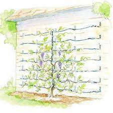 What do you think about the new header? Supporting Wisteria Vines Garden Vines Wisteria Trellis Wisteria