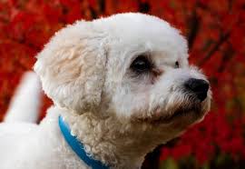 I celebrate the reduced charges from mobs in maps, as that means a sharper contrast for builds that actually invest into more flask uptime. How To Get Rid Of Tear Stains On Dogs And Prevent Them Superb Dog