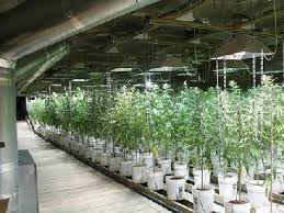 grow hydroponics