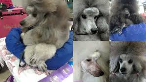 I'm looking at miniature poodle breeders in the toronto and surrounding. Aurak Poodles Miniature Poodle Breeder Miniature Poodle Puppies Texas