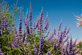 Image result for Vitex franceseana