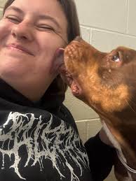 How in the world is this the breed we are taught to fear? 🥺 This is  Brisket and Thor, two dogs available for adoption. They're Low-riding  pitties who just want to love