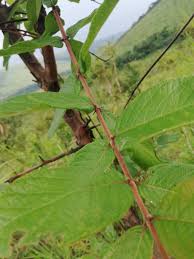 Image result for Crossopteryx