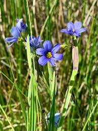 Image result for Sisyrinchium micranthum