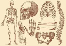 Have fun making trivia questions about swimming and swimmers. The Innermost Part Of Bones Contains Trivia Questions Quizzclub