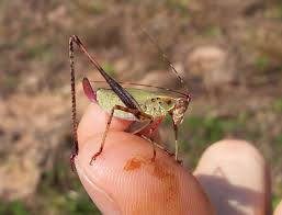 Check spelling or type a new query. Fork Tailed Bush Katydid Scudderia Furcata