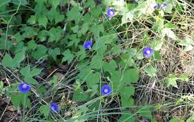 Image result for Ipomoea vernalis