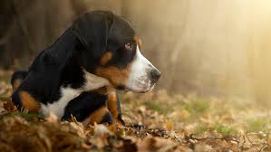 Grosser schweizer sennenhund or french: Greater Swiss Mountain Dog Swissys Full Profile History And Care