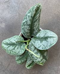 ❤️ general scindapsus care tips: Silver Queen Pothos Peas Bees Co