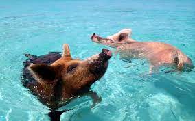 Schwimmende schweine oder doch lieber delfine? Woran Die Beliebten Bahamas Schweine Gestorben Sind
