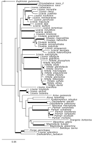 Image result for Magnistipula