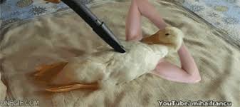 Birds With Human Arms Gif Https Encrypted Tbn0 Gstatic Com Images Q Tbn 3aand9gcqwo5oydxoohpqjv9uqoq8oxwjzjgalo5o Ng Usqp Cau
