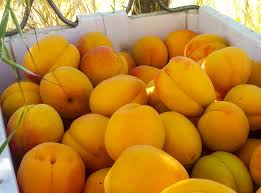 His obsession w/ collecting rare tropical fruit trees may be contagious! How Much Fruit Can You Expect Your Tree To Produce