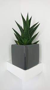Maybe you would like to learn more about one of these? Haworthia Zebra Cactus Pearl Plant Star Window Plant Guide Our House Plants