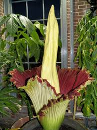 Aktuelle preise für produkte vergleichen! Amorphophallus Titanum Titan Arum Corpse Flower A Fascinating Green World