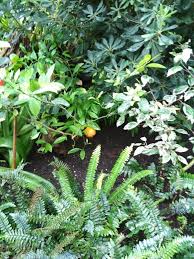 Image result for Solanum capsicoides