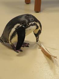 The level of interaction between the penguins our goal is to provide an engaging, interactive encounter experience for not only the guests participating, but for the penguins as well. You Need To Have A Penguin Encounter Zoo With Us