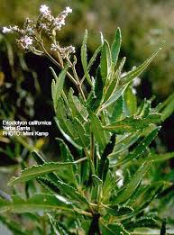 Image result for Monotes engleri