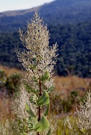 Image result for Tetradenia