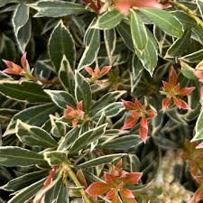 Image result for Pieris japonský little heath obrázek