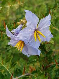 Image result for Solanum sisymbriifolium