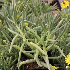 Image result for Othonna carnosa