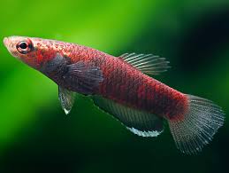 Submitted 3 months ago by chuary. Betta Albimarginata Weisssaum Zwergkampffisch Bei Zoobox Online Kaufen Zoobox