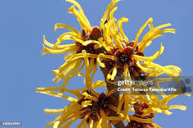 Image result for Hamamelidaceae