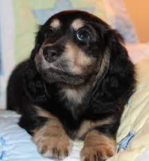 Search Puppies For Sale Dogs For Sale And Dog Breeders Dachshund Puppies Dog Breeder Dachshund Puppy Long Haired