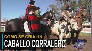 CABALLO CORRALERO,Como se cria - YouTube