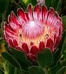 The Beautiful Protea Flower Native To South Africa The Flower Was Named After The Greek God Proteus Flores Incomuns Flores Raras Flores Exoticas