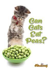 After all, since we wrote about what dogs eat, we what cats can eat. Felineliving Net In 2020 What Cats Can Eat Cats Cats And Kittens