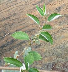 Image result for Pouzolzia mixta