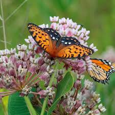 Image result for Asclepias meliodora