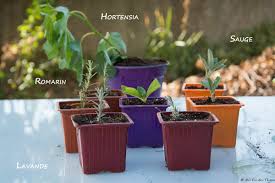 Plantez cette (ou ces) bouture(s) dans un pot rempli de terreau spécial bouturage ou dans un mélange de terreau et de sable. Astuces Pour Realiser Ses Boutures Maison Facilement Au Fil Du Thym