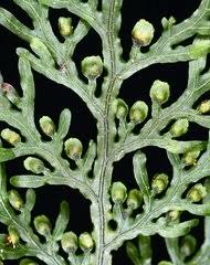 Image result for Hymenophyllum triangulare