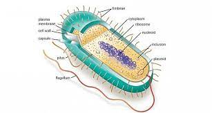 Prokaryotic Cells Prokaryotes Definition Structure Parts Examples And Diagram Jotscroll