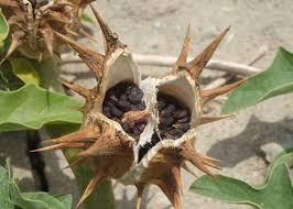 Image result for Datura ferox